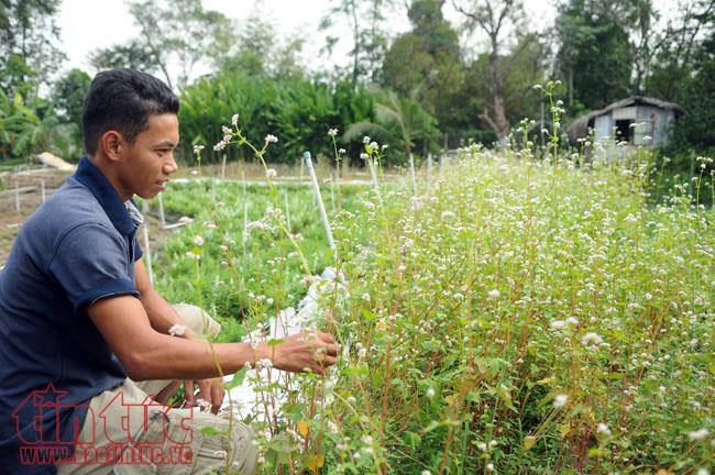 Mục sở thị vườn hoa tam giác mạch ngay giữa Sài Gòn ảnh 2